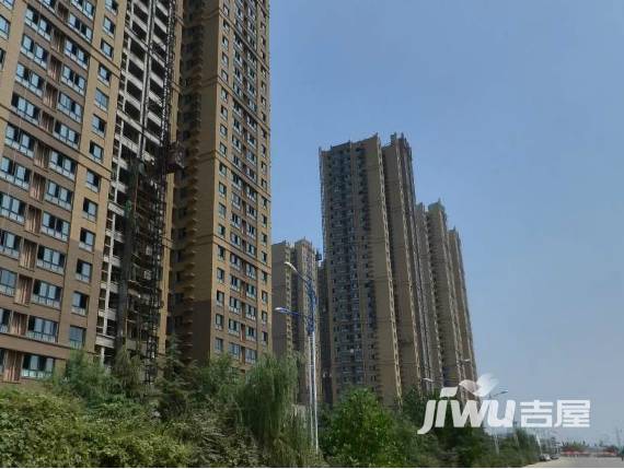 白桦林印象实景图1